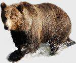 Bear Medicine Reiki