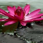 Becoming Whole Again Reiki Package