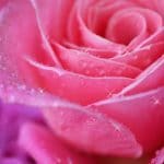 Crystal Rose Empowerment
