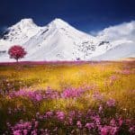 Earth Harmony Reiki