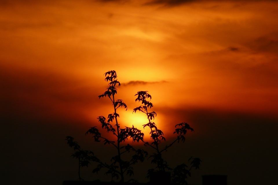 Soul Listening Lightwork—Nature Inspirations